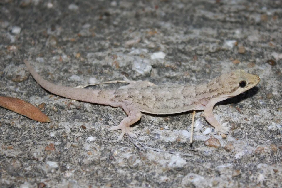 Bowring's Gecko, (Hemidactylus bowringii)

Taken at Ngong Ping, Lantau.