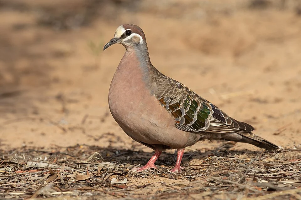 Common Bronzewing male, Patchewollock Conservation Reserve, Victoria, Australia