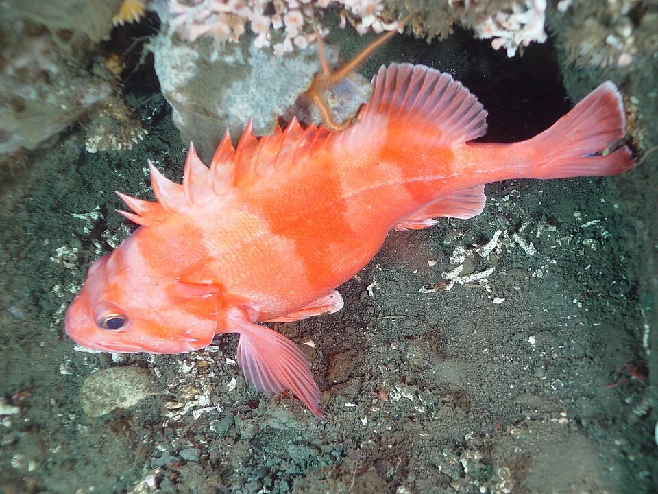Sebastes babcocki