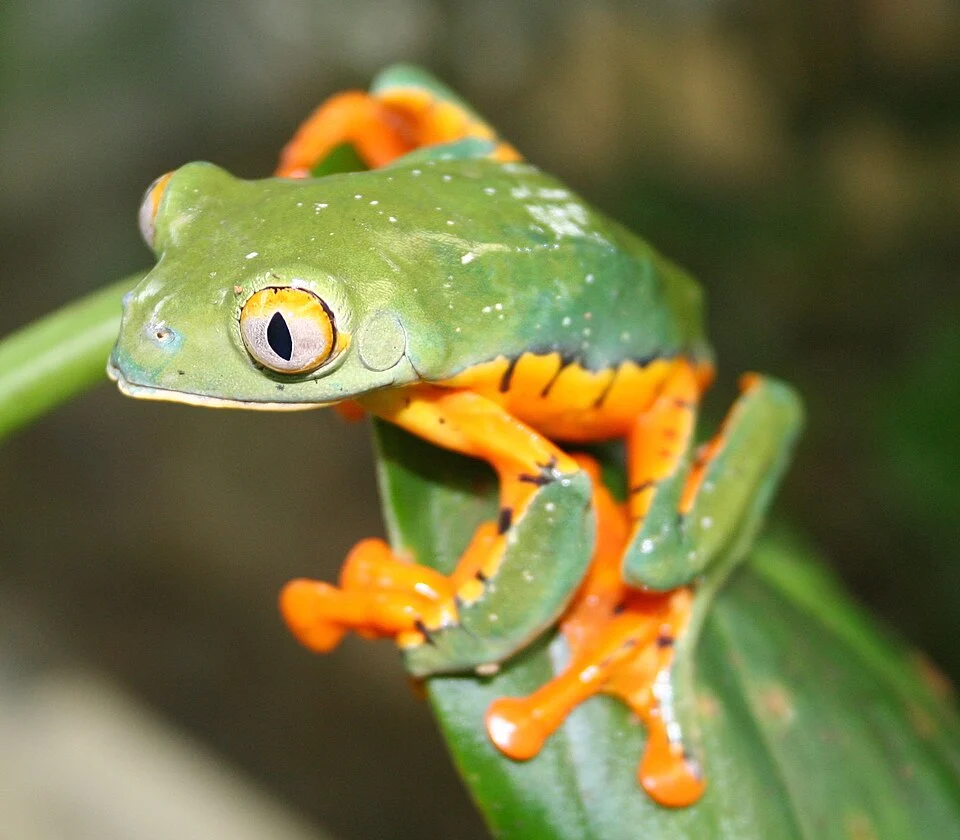 Cruziohyla calcarifer (male) from Esmeraldas Province, North west Ecuador