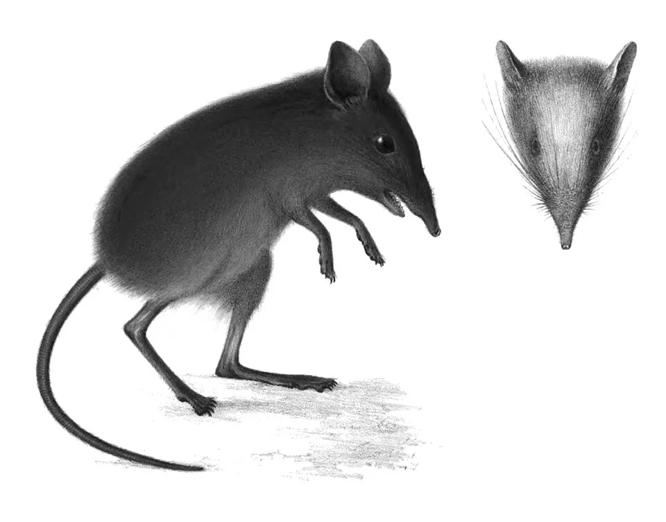 Drawing of Elephantulus fuscus, printed in the species description (under the scientific name macroscelides fuscus) published by Wilhelm Peters: Naturwissenschaftliche Reise nach Mossambique: auf Befehl seiner Majestät des Königs Friedrich Wilhelm IV in den Jahren 1842 bis 1848 ausgeführt. Berlin, 1852, pp. 1–205 (pl. 19)