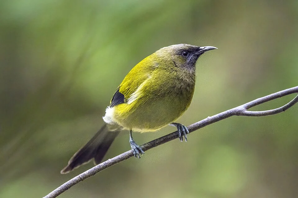 New Zealand bellbird (Anthornis melanura) male, Tiritiri Matangi, off North Island, New Zealand