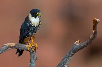 Falco rufigularis  Bat Falcon
