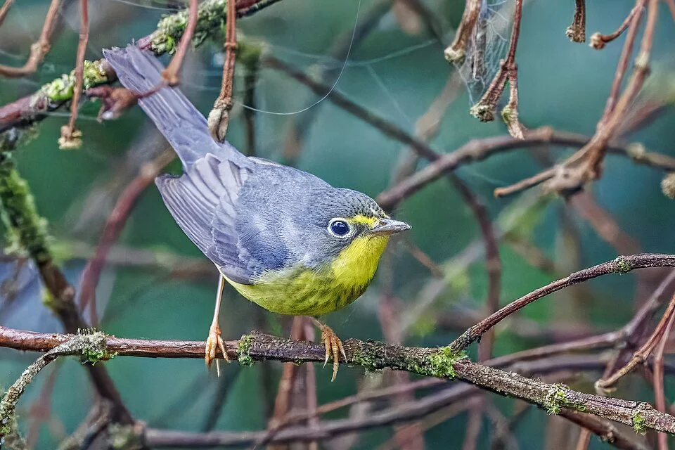 Canada warbler (Cardellina canadensis) male, San Isidro, Ecuador