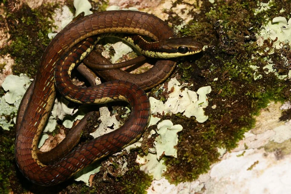A picture of Schokar's Bronzeback (Dendrelaphis schokari).