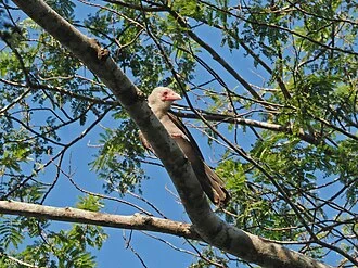 Gray Crow (Corvus tristis) in Indonesia
