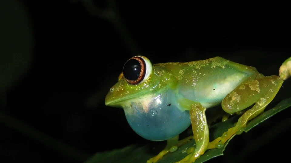 Leptopelis grandiceps on tree branch