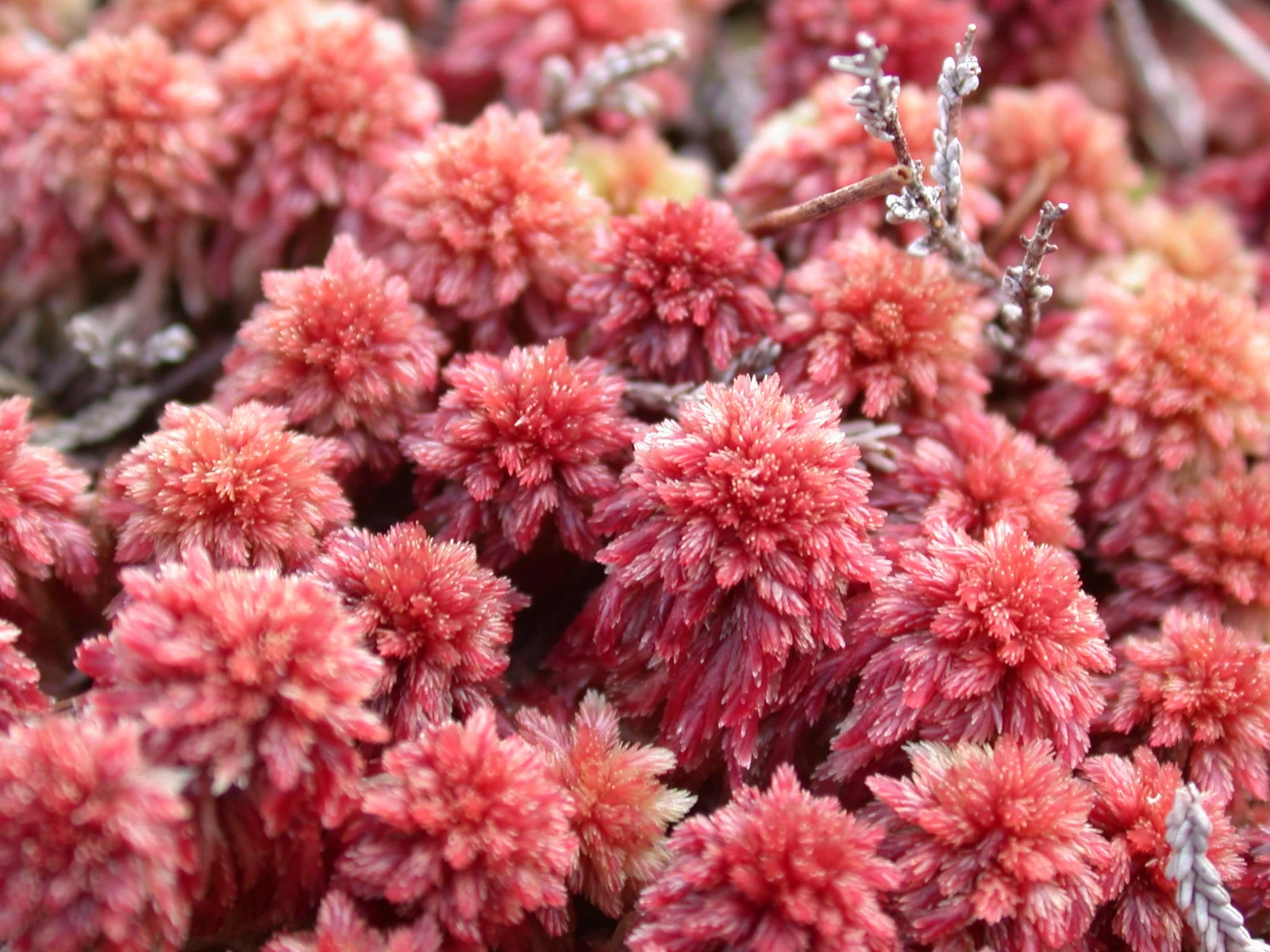 Close photograph of red Sphagnum capillifolium moss heads among pale stems.