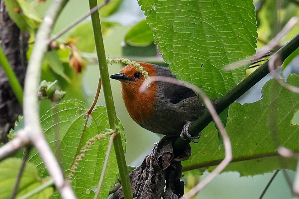 Mrs. Moreau's Warbler (Scepomycter winifredae) in Tanzania. Photo by Tom Field. Original iNaturalist observation here: https://www.inaturalist.org/observations/263238317
Other common names include Winifred's Warbler