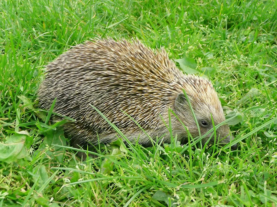 Southern white-breasted hedgehog, Erinaceus concolor