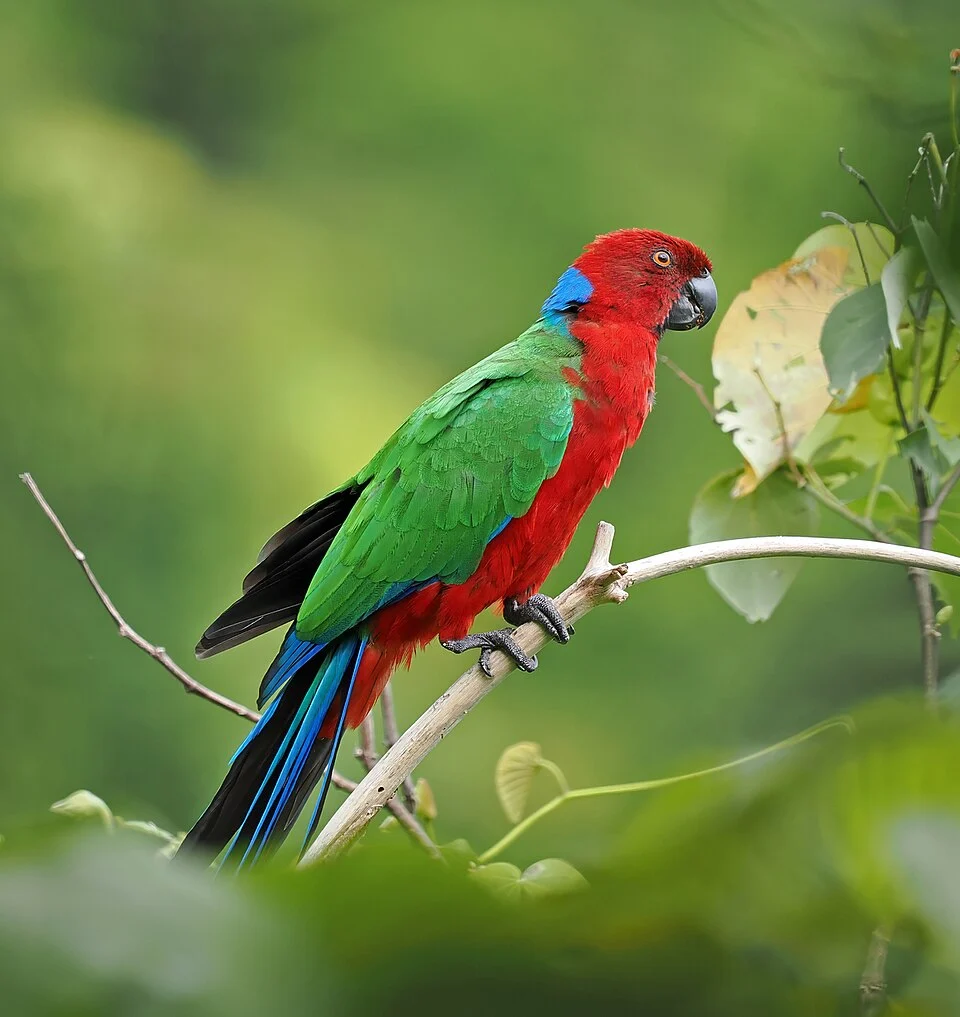 Crimson Shining-Parrot (Prosopeia splendens) in Fiji