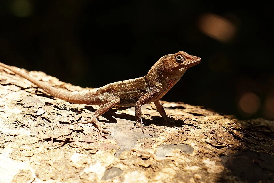 A species of Anolis genus
