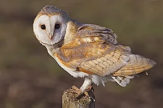 A pale barn owl with a heart-shaped facial disc perched on a wooden post.