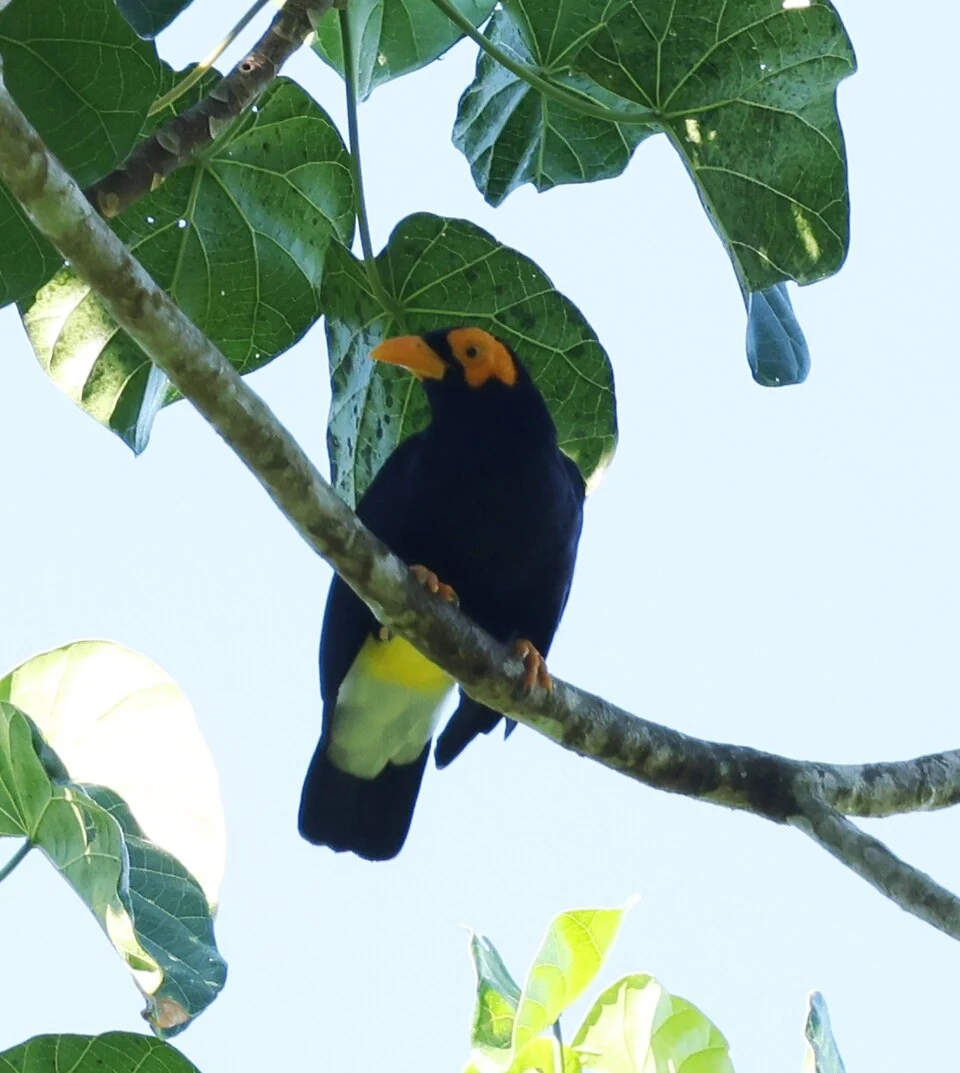 Mino kreffti, Talasea District, West New Britain Province, Papua New Guinea, 2025-09-23 (iNaturalist).