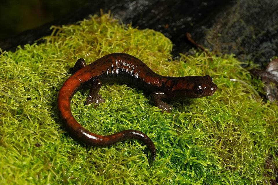 Photo of La Palma Salamander (Bolitoglossa subpalmata) uploaded from iNaturalist.