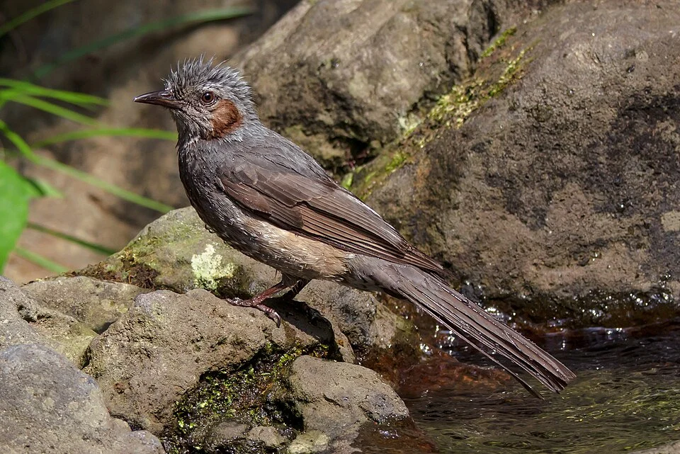 Brown-eared bulbul after playing with water.