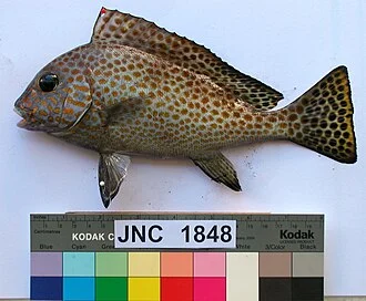Diagramma pictum. Number MNHN JNC1848. Locality: off Nouméa, New Caledonia. Date 101-06-2006. Fork Length 240 mm, Weight 178 g.