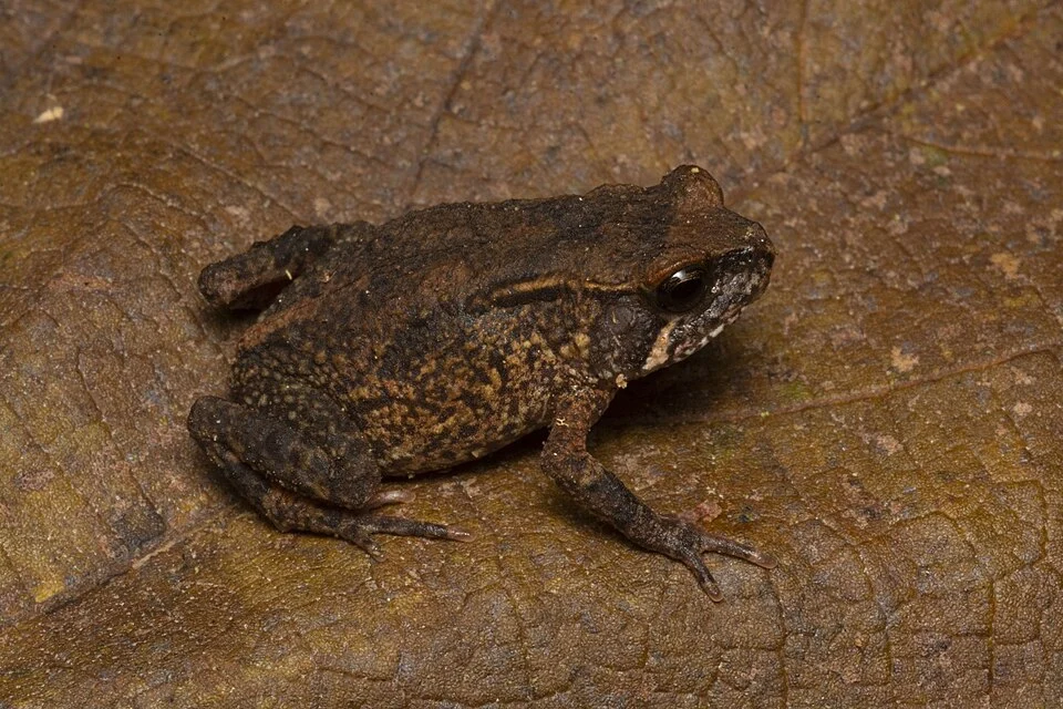 Wide-Headed Viviparous Toad (Nectophrynoides laticeps)