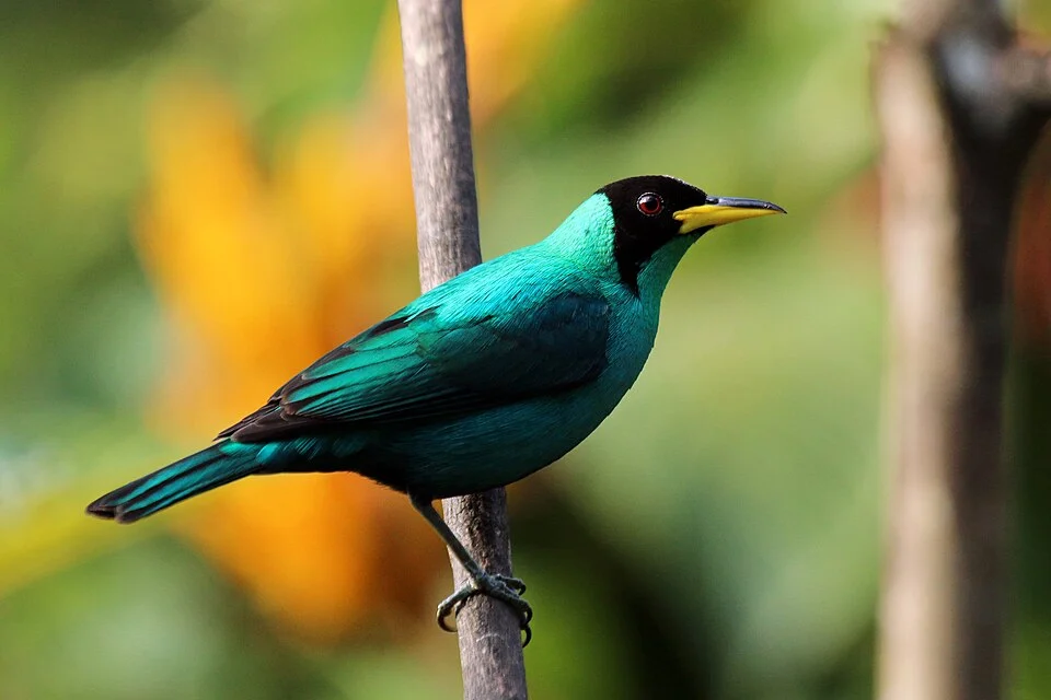 Green honeycreeper (Chlorophanes spiza spiza) male, Trinidad