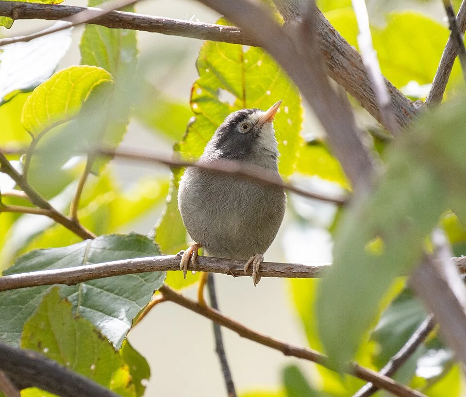 Zosterops melanocephalus, Sud-Ouest, CM, 2026-03-27 (iNaturalist).