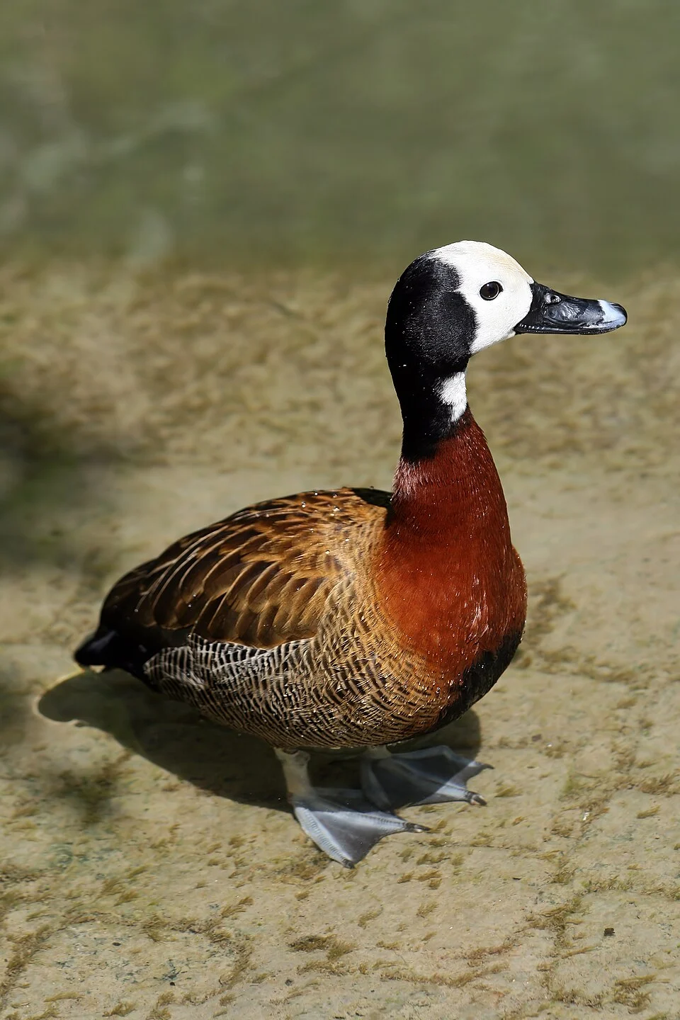 An adult White-faced Whistling-duck (Dendrocygna viduata) at Hellabrunn Zoo, Munich, Germany.