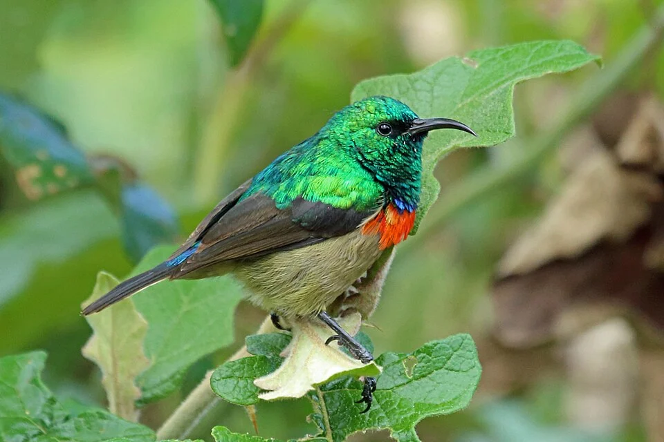 Male