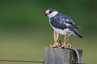 Gampsonyx swainsonii Pearl Kite, Alta Floresta, Mato Grosso, Brasil