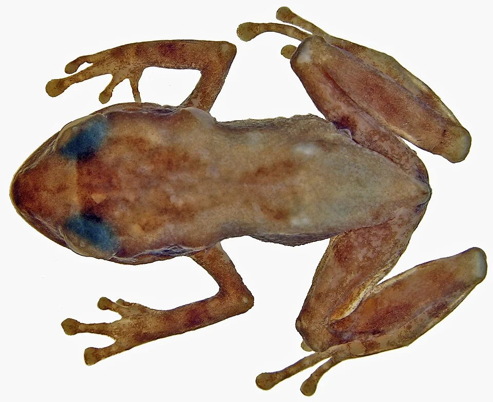 Pristimantis proserpens