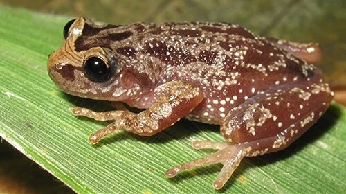 (A–C) Dorsolateral, (D–E) dorsal, and (F) ventral views. Photo (A) courtesy of J Pombal Jr.
