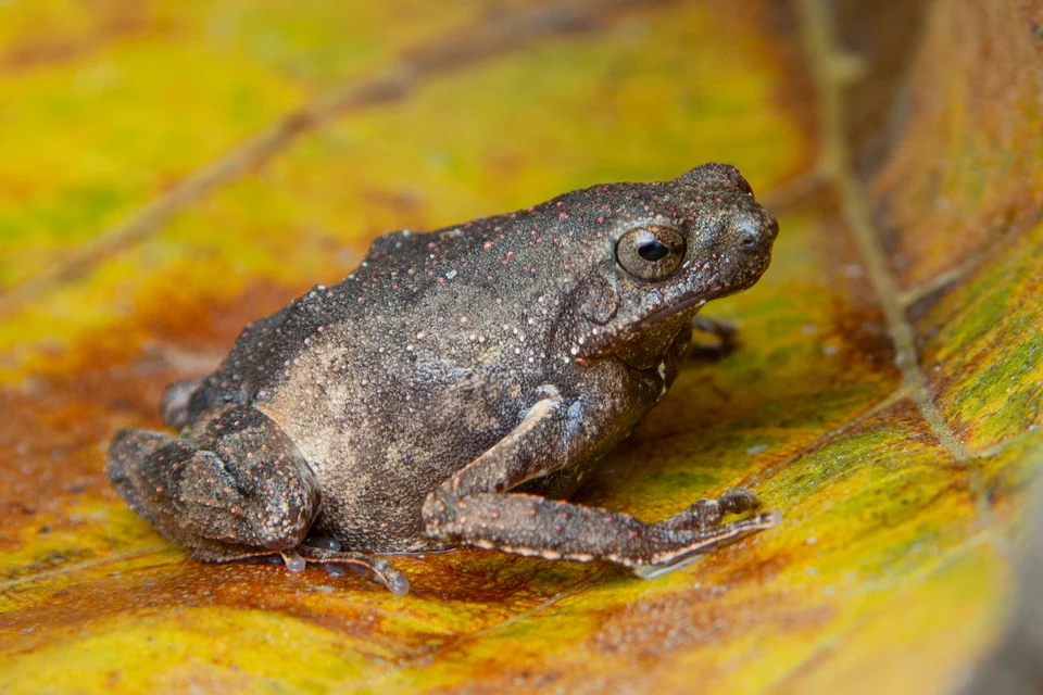 Engystomops freibergi in Acre, Brazil. Photo by Henrique Nogueira. Original iNaturalist observation here: https://www.inaturalist.org/observations/186192108