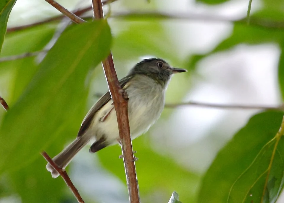 Double-banded pygmy-tyrant at Presidente Figueiredo, Amazonas, Brazil