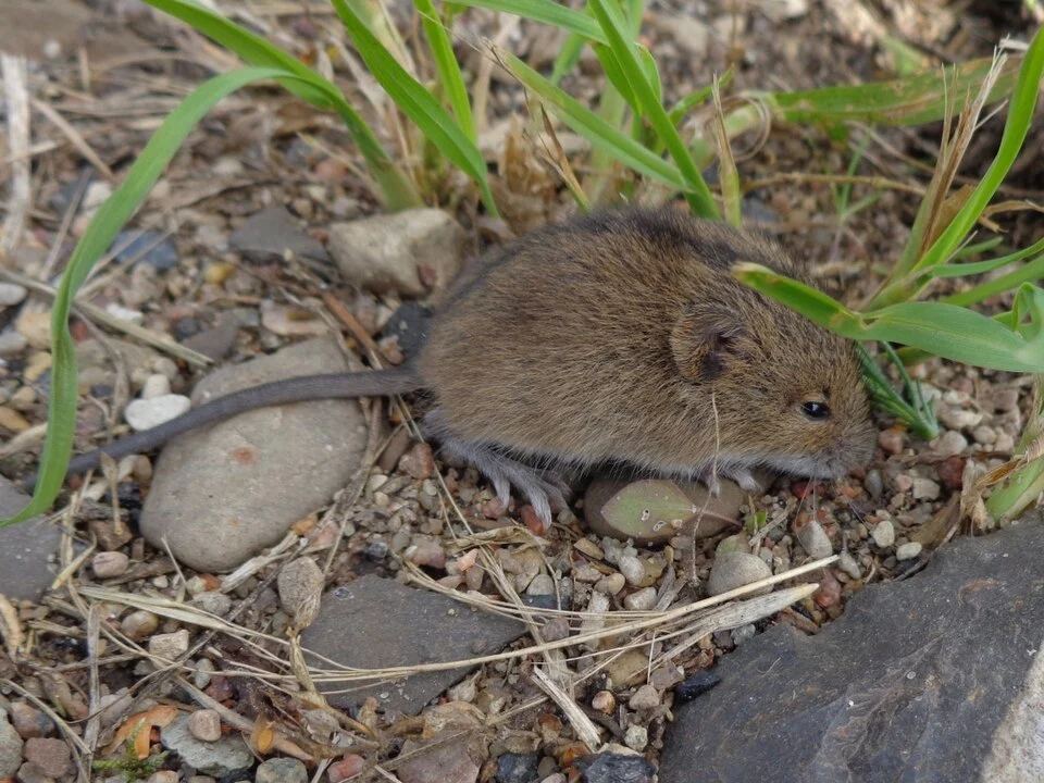 Sicista betulina. Found in Riga city, Latvia
