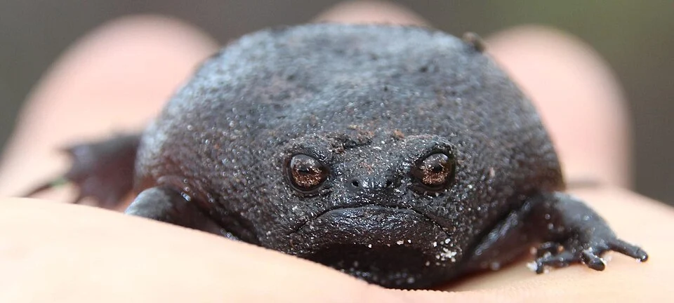 Photo of Black Rain Frog uploaded from iNaturalist.