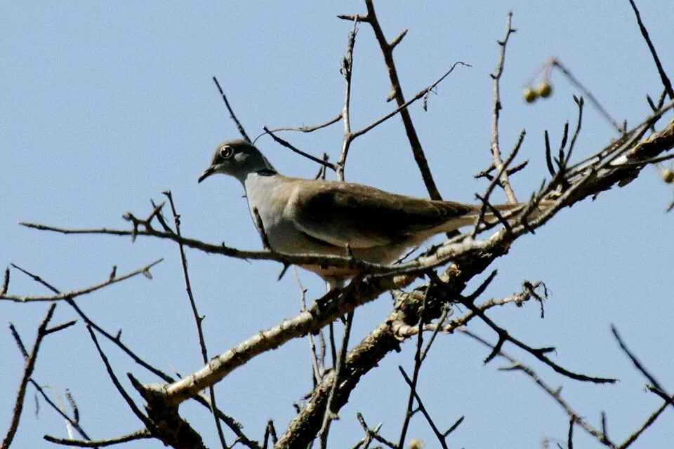 Streptopelia reichenowi, Borena, ET-OR, Ethiopia, 2015-01-02 (iNaturalist).