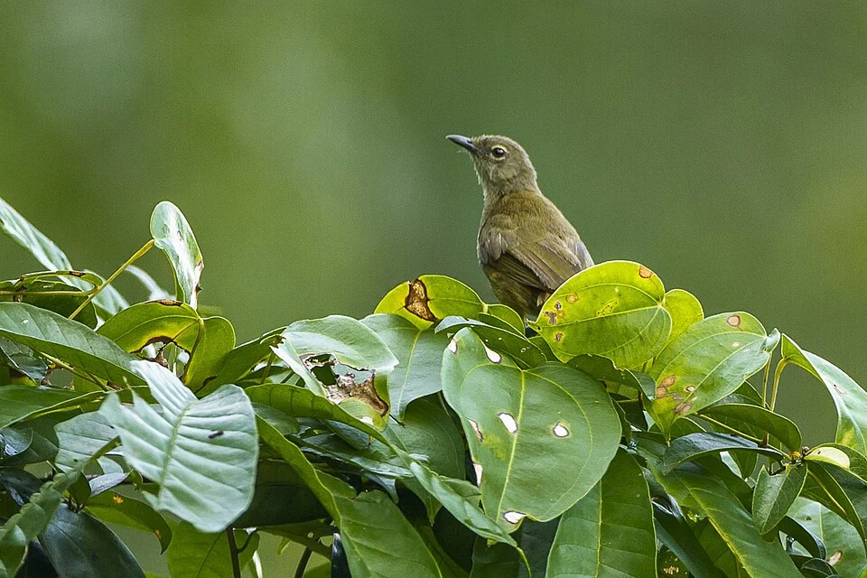 A Little Grey Greenbul (Eurillas gracilis) in the Kakum National Park (Ghana)