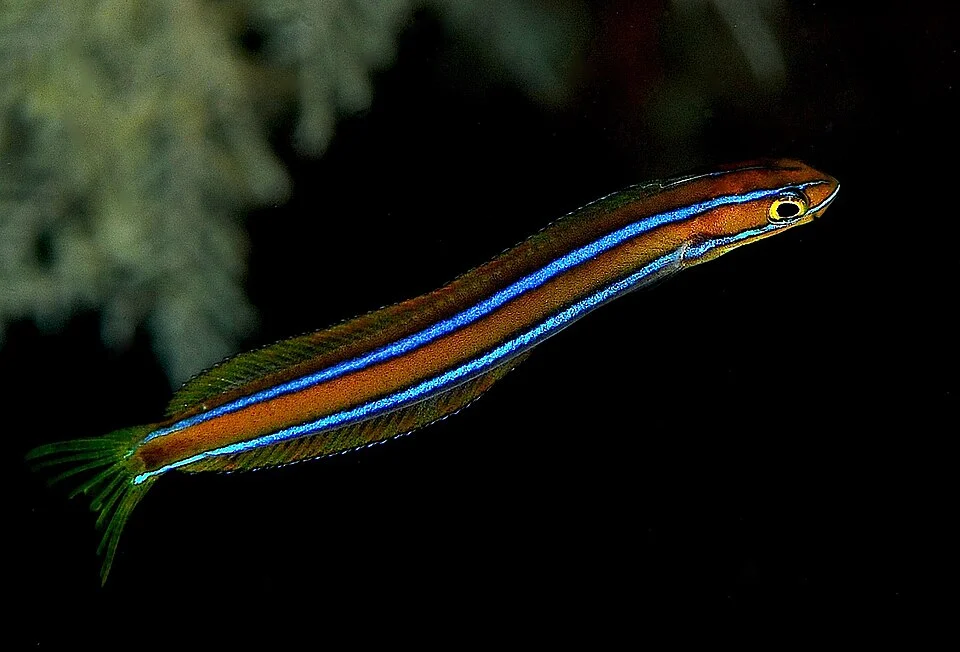 'Tube worm blenny' On Black (Plagiotremus rhinorhynchos)
A very colorful and quite active little species. up to 12cm,but this one maybe just 5cm.

If distubed will rapidly retreat tail first inside the tubeworm shell it uses as a shelter. The species is an 'aggressive mimic' of the Cleaner Wrasse Labroides dimidiatus; it dances like the cleaner fish to attract a client, but then bites flesh from the duped client fish instead of cleaning it.Tube worm blenny