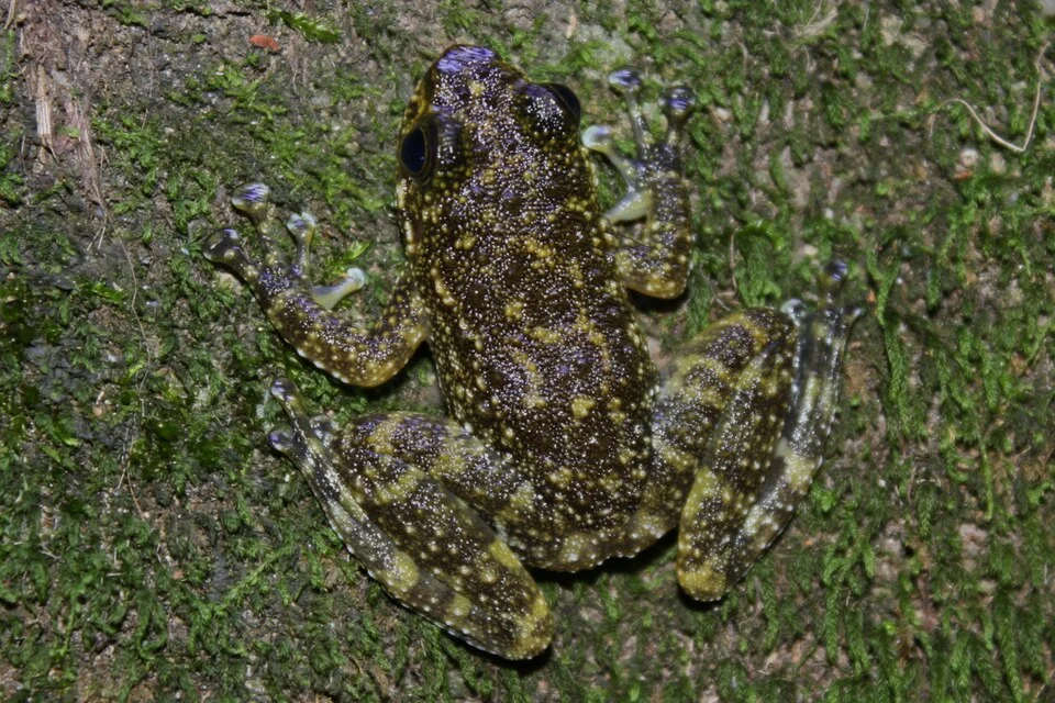 Taken in Pat Sin Leng Country Park. 
We've been carefully measuring suctions disk to finger ratios of all the Amolops that we find, so if this article is correct; <a href="http://www0.hku.hk/ecology/porcupine/por32/32-vert-3-frog.htm" rel="nofollow">www0.hku.hk/ecology/porcupine/por32/32-vert-3-frog.htm</a>

then this would be a new recording outside of Lantau for this species in the Hong Kong territory.