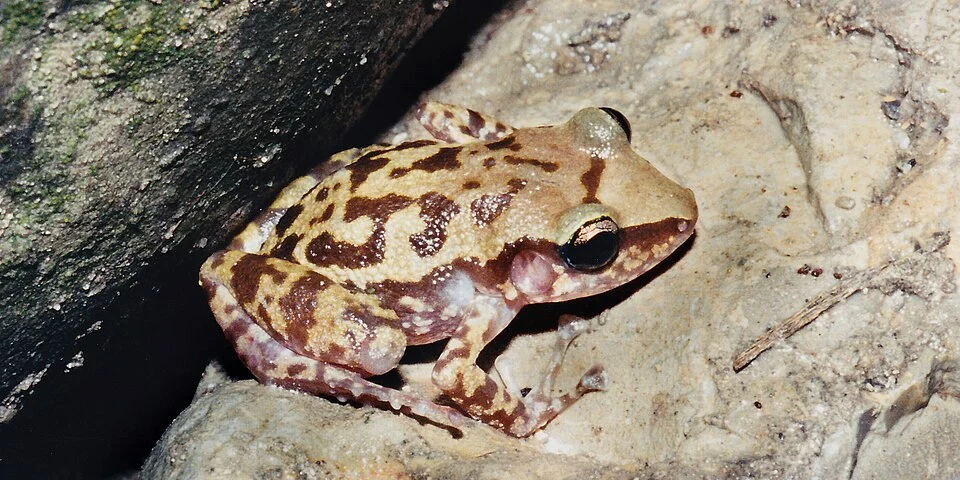 Long-footed Chirping Frog, (Eleutherodactylus longipes), Municipality of Victoria, Tamaulipas, Mexico. Photographed 12 July 2004 on by William L. Farr. This image was originally photographed with film and later scanned from a print.