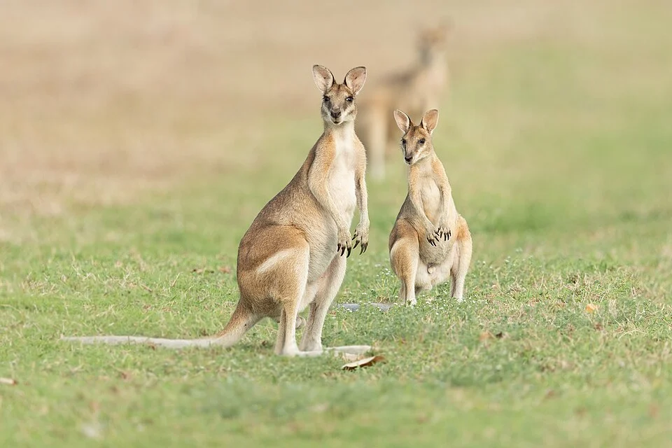 Agile Wallaby, East Point Reserve
Two image focus stack