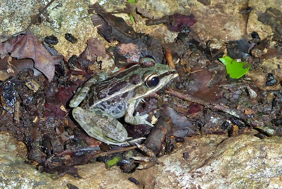 Browns' Leopard Frog (Lithobates brownorum). Species of amphibian.