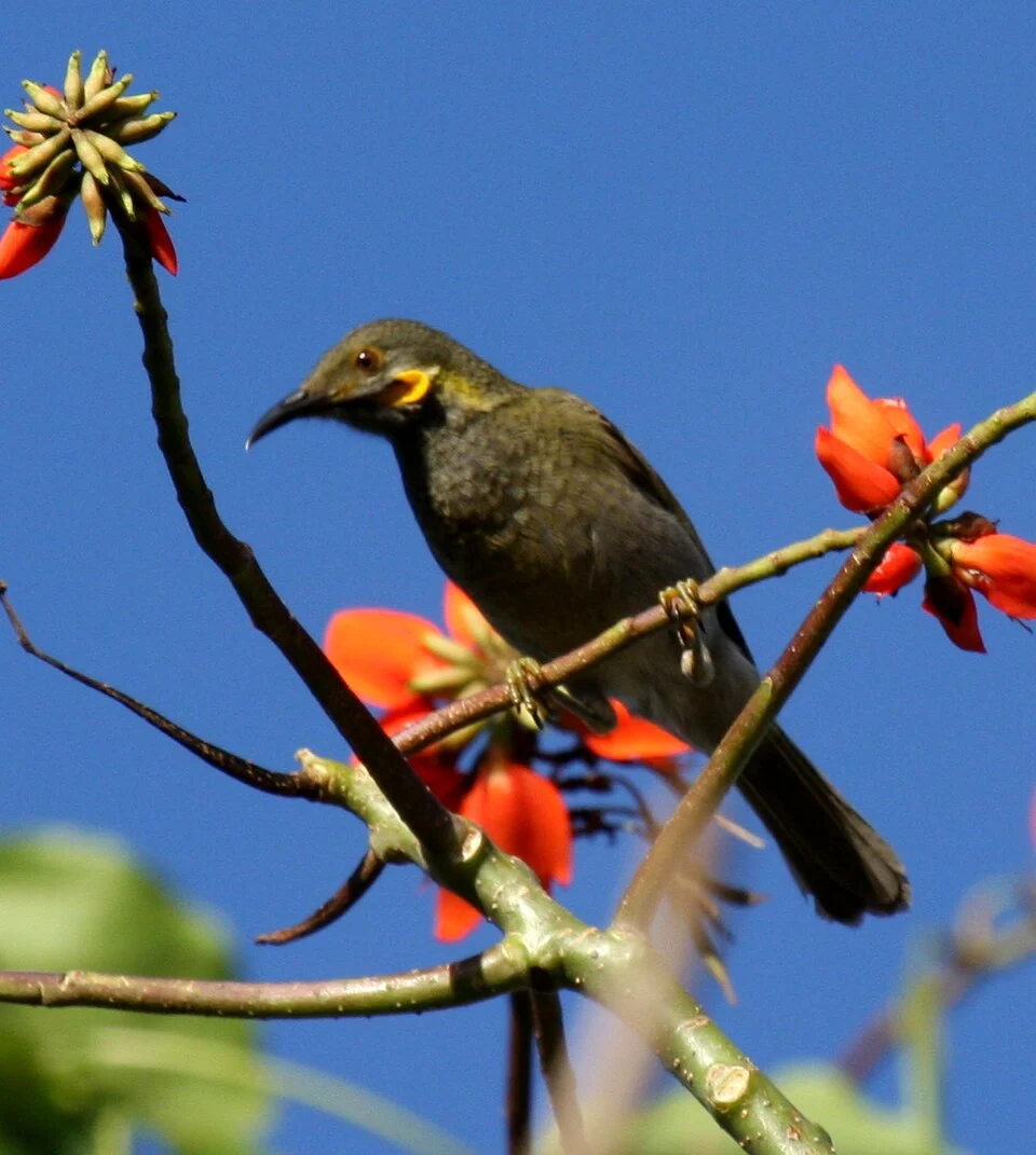 Wattled Honeyeater (Foulehaio carunculatus) De Voeux Peak, Taveuni, Fiji Isles