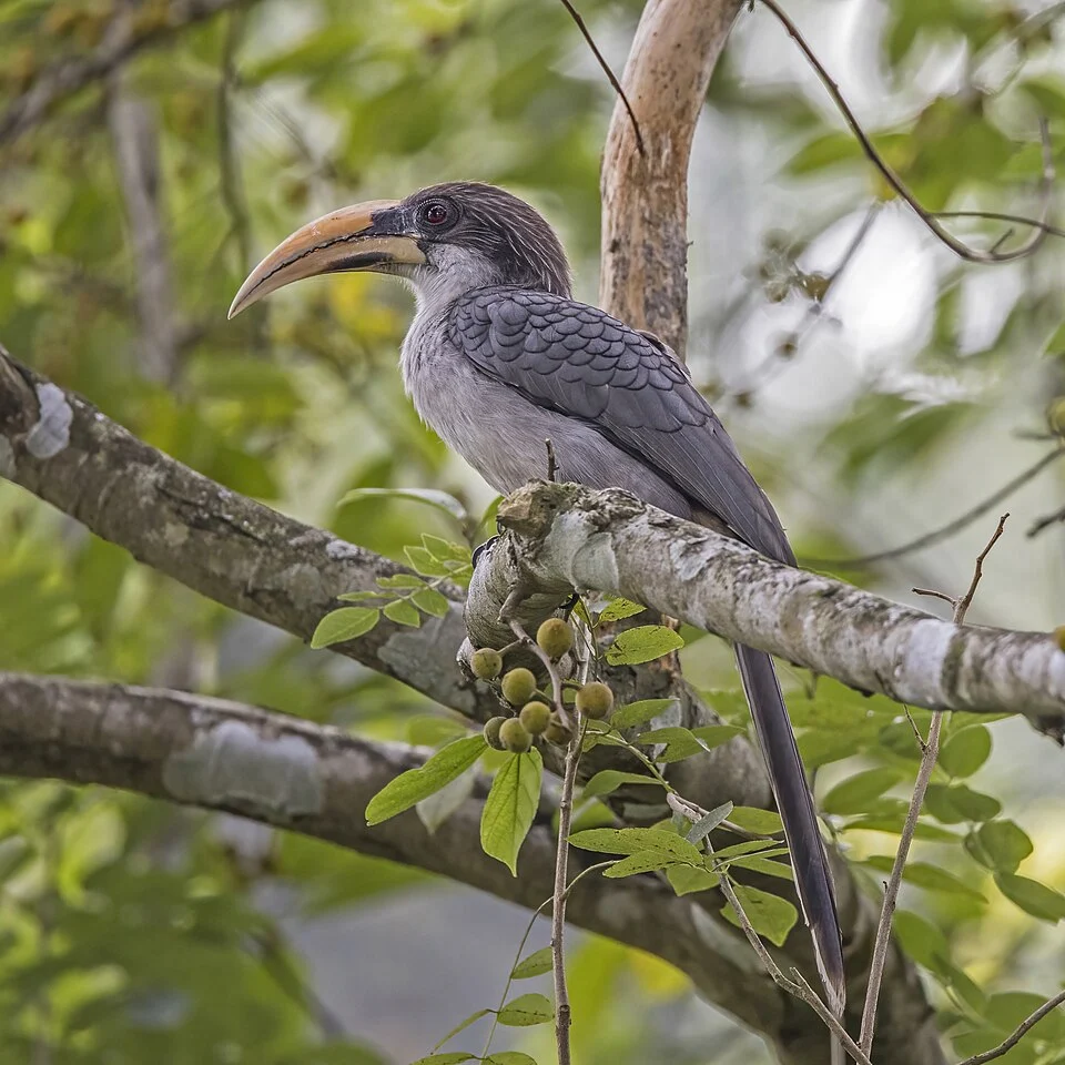 Sri Lanka grey hornbill (Ocyceros gingalensis), Kandy, Sri Lanka