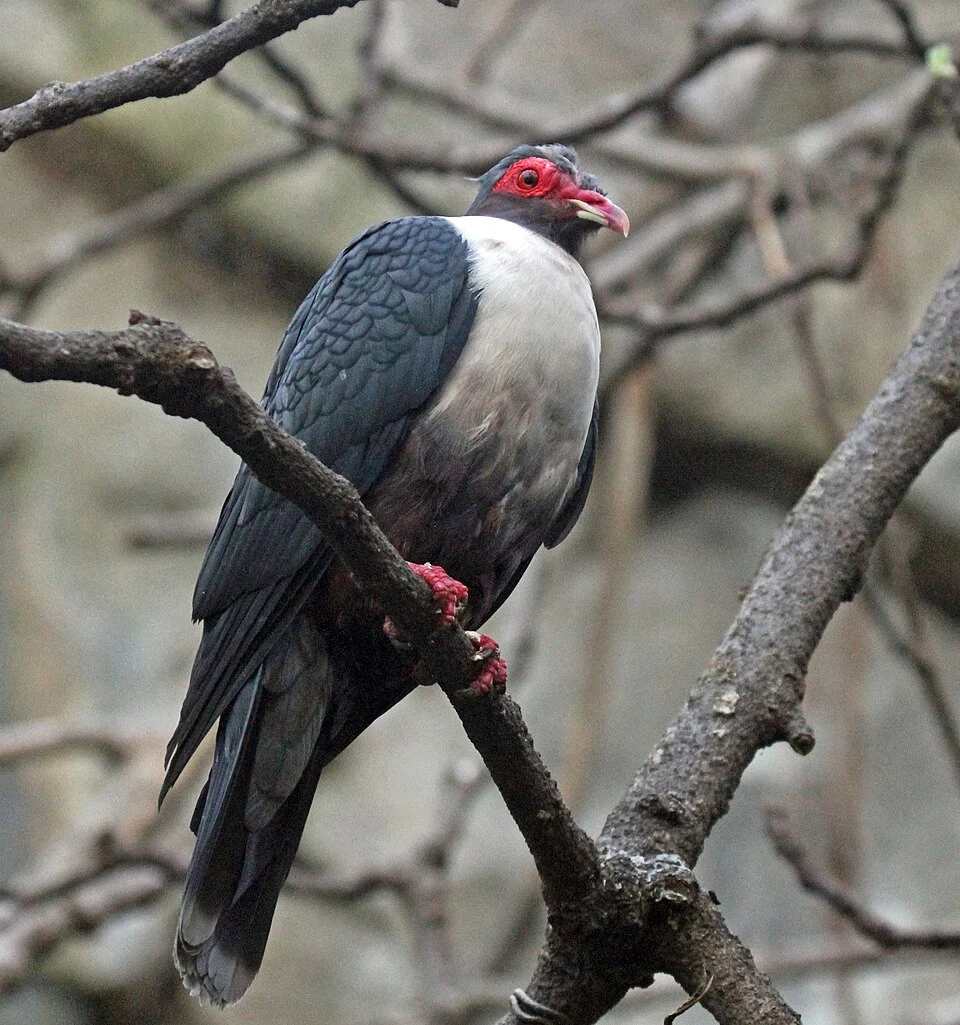 Papuan Mountain Pigeon (Gymnophaps albertisii) - San Diego Zoo, California