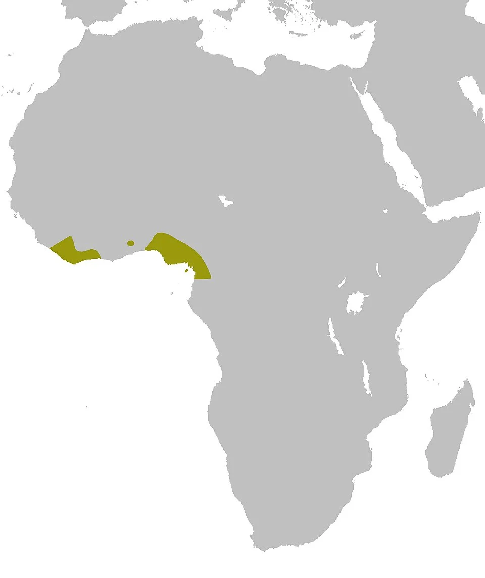 Graphiurus crassicaudatus Map