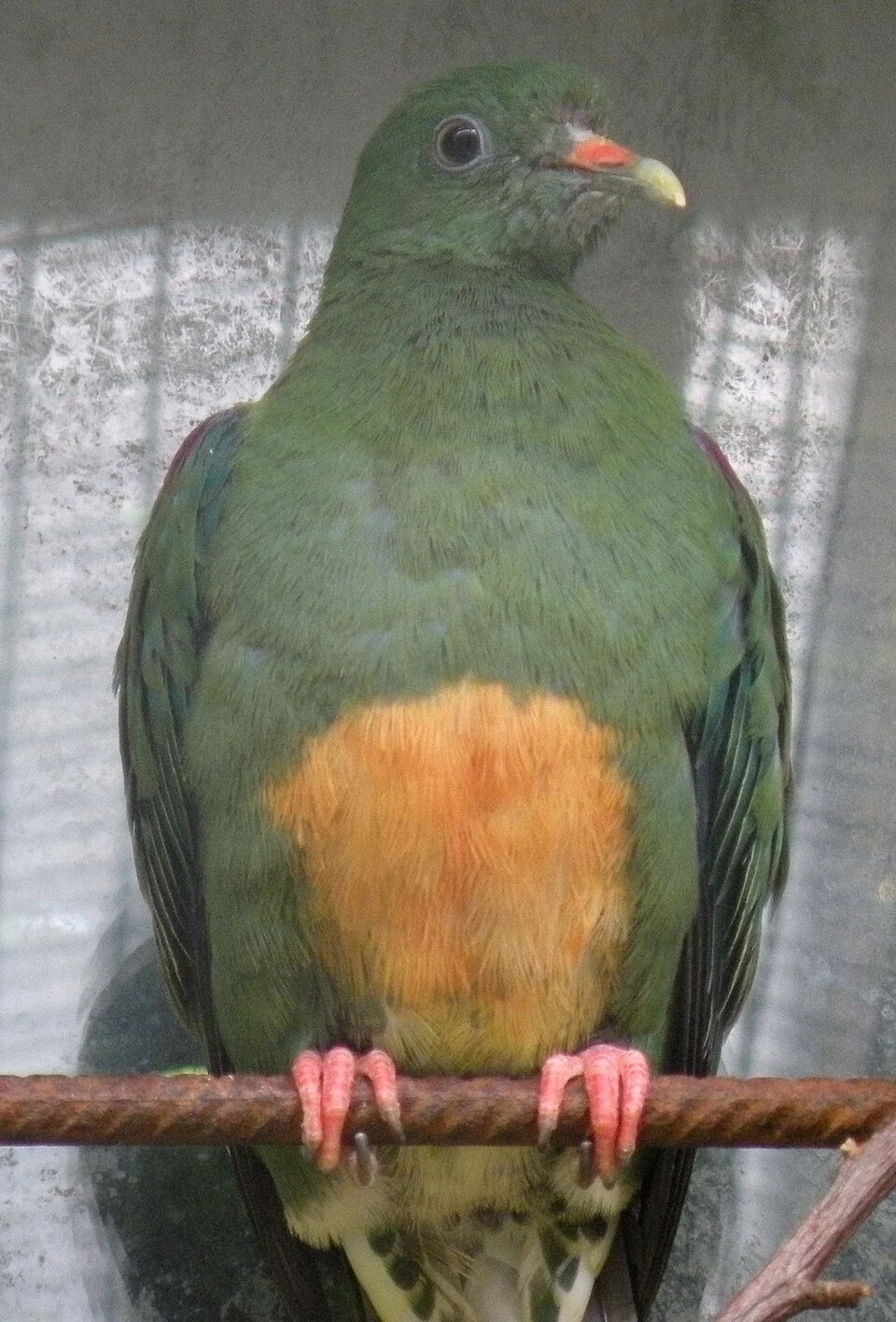 An Orange-Bellied Fruit-Dove (Ptilinopus iozonus)
