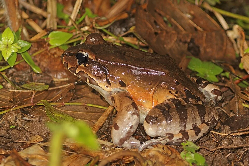 Savage's thin-toed frog (Leptodactylus savagei), Anton valley, Panama