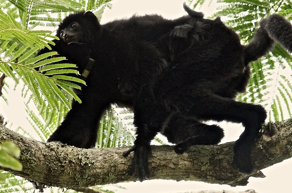 Perrier's Sifaka (Propithecus perrieri)