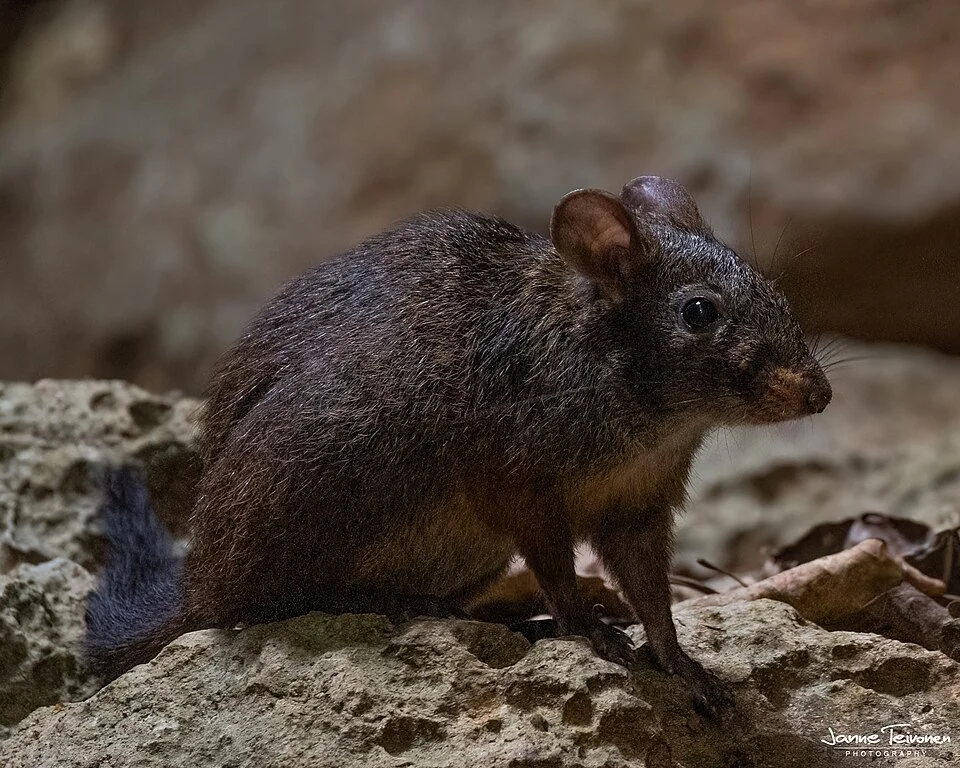 Western Nesomys (Nesomys lambertoni)