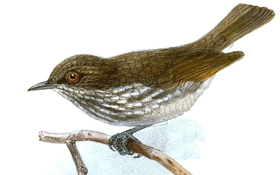 Zosterornis pygmaeus = Dasycrotapha pygmaea[1]