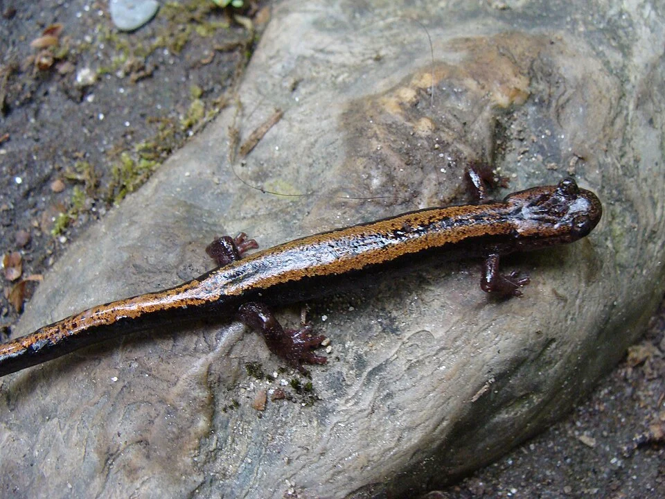 Chioglossa lusitanica in Natural Park of Fragas do Eume, Corunna, Galicia, España.